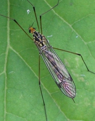 Nephrotoma flavipalpis