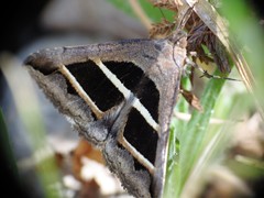 Grammodes bifasciata