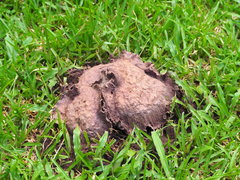 Calvatia lilacina