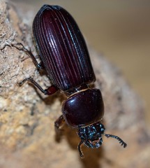 Pharochilus rugiceps