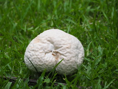 Calvatia lilacina