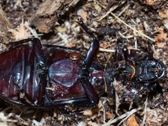 Pharochilus rugiceps