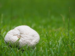 Calvatia lilacina