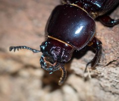 Pharochilus rugiceps