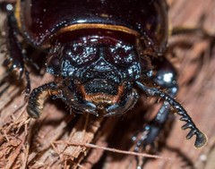 Pharochilus rugiceps