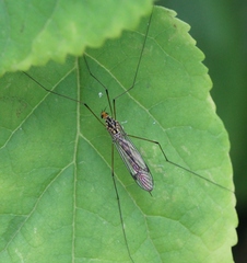 Nephrotoma flavipalpis