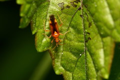 Eupachypeltis immanis