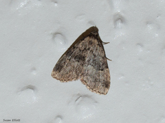 Dyspyralis illocata