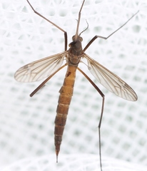 Nigrotipula nigra