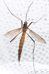 Nigrotipula nigra