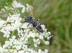 Chlorophorus sartor
