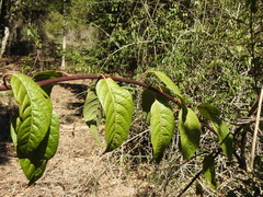 Deeringia arborescens