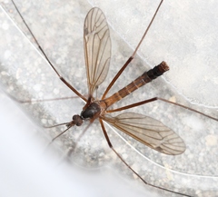 Nigrotipula nigra