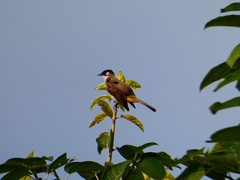 Pycnonotus xanthorrhous