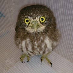 Glaucidium brasilianum cactorum