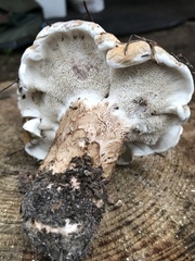 Phellodon fuligineoalbus