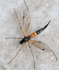 Tanyptera nigricornis