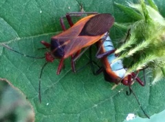 Hypselonotus bitrianguliger