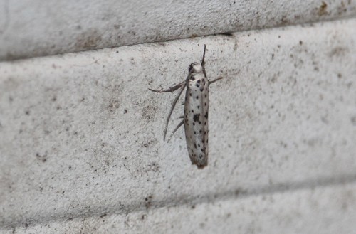 Black-tipped Ermine, photo 7 of 7