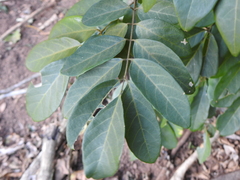 Derris involuta