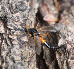 Tanyptera nigricornis