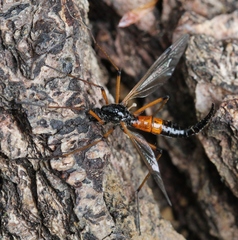 Tanyptera nigricornis
