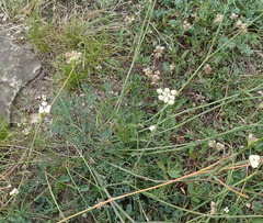 Seseli hippomarathrum