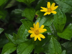 Sphagneticola trilobata