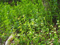 Sphagneticola trilobata