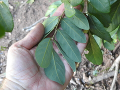 Derris involuta
