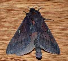 Oxycanus hamatus