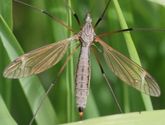 Tipula luna