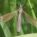 Tipula luna - Photo (c) Marie Lou Legrand, some rights reserved (CC BY-NC), uploaded by Marie Lou Legrand