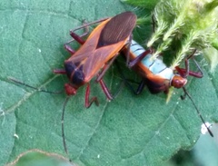 Hypselonotus bitrianguliger