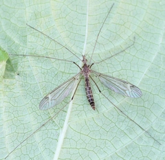 Tipula helvola