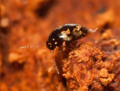 Agyrtodes