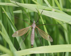 Tipula luna