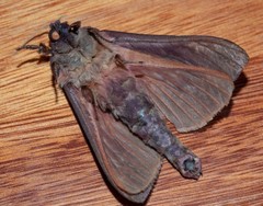 Oxycanus hamatus