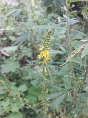 Agrimonia pilosa