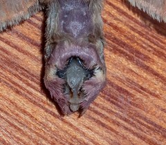 Oxycanus hamatus