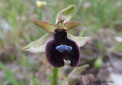 Ophrys bertolonii