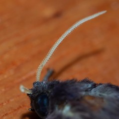 Oxycanus hamatus