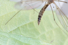 Tipula helvola