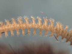 Oxycanus hamatus