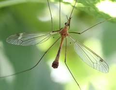 Tipula lunata