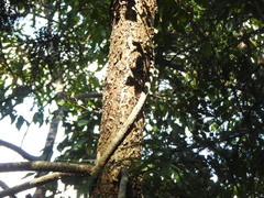 Araucaria cunninghamii