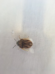 Pachycorinae
