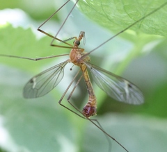 Tipula lunata