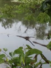 Chrysemys picta picta