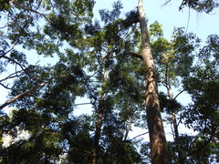 Araucaria cunninghamii